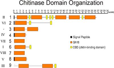 Structure and expression of Rhodnius prolixus GH18 chitinases and chitinase-like proteins: Characterization of the physiological role of RpCht7, a gene from subgroup VIII, in vector fitness and reproduction